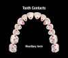 (4.) Tooth contacts of the maxillary arch.