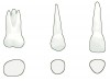 Fig 2. Wheeler’s Dental Anatomy, Physiology and Occlusion